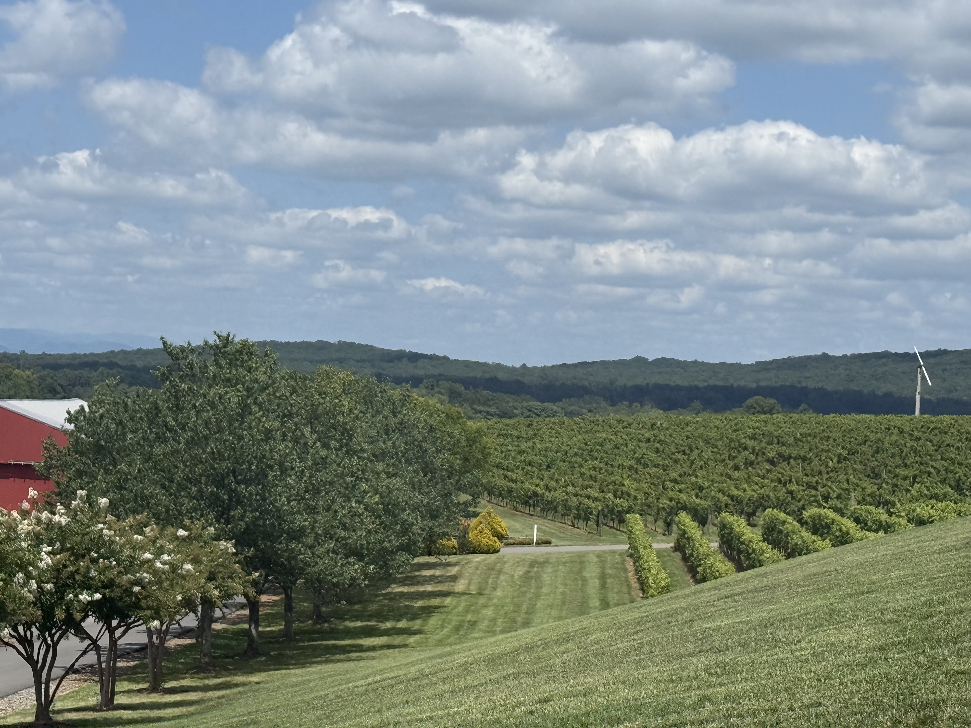 Charlottesville rolling hills and vineyard