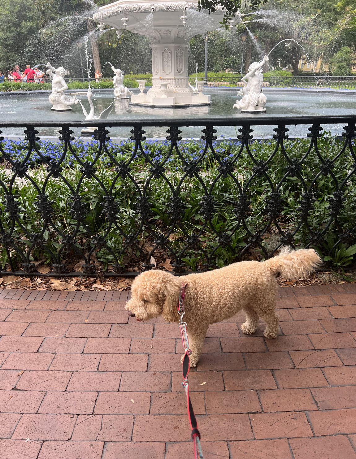 Dog in downtown Savannah with fountain in background