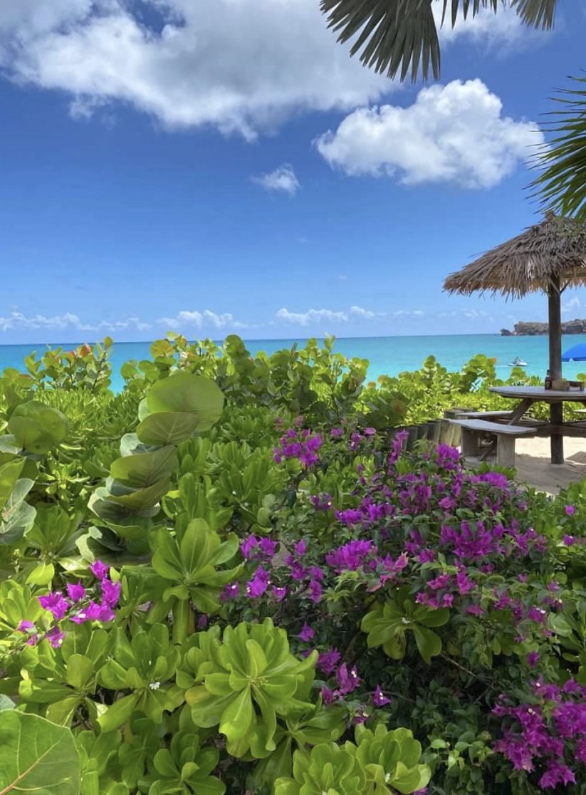 Tropical foliage with blue water and blue sky in background